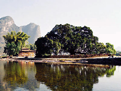 Yangshuo Aged Banyan Tree 2